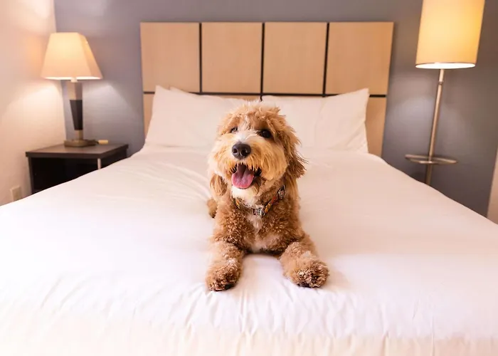 Sonesta Simply Suites Phoenix Glendale